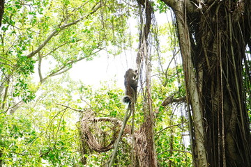 Formosan Squirrel and Banyan Tree at Anping Tree House in Tainan, Taiwan - 台湾 台南 安平樹屋 台湾リス