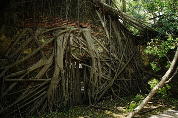Obraz premium Banyan Tree at Anping Tree House in Tainan, Taiwan - 台湾 台南 安平樹屋