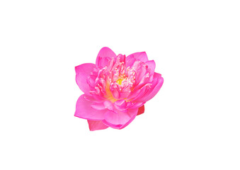 pink lotus isolated on white background
