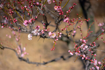 春告げる淡いピンクの梅