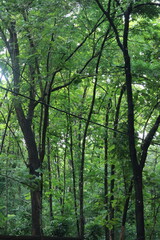 Fototapeta premium Tall Green Trees in Tropical Forest View of tall green trees in a tropical forest with sunlight filtering through, perfect for nature and eco-tourism themes.