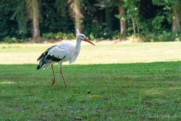 Cigogne