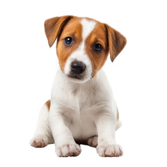 Playful puppy sits calmly, showcasing its adorable features and curious expression in a bright setting