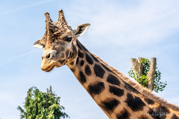 Portrait de girafe