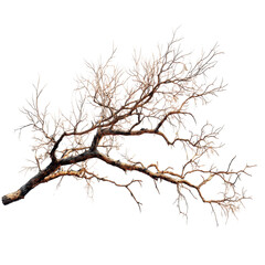 Fototapeta premium Dry branched tree limb displayed against white background highlighting intricate patterns of nature