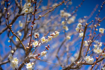青空に咲く白梅