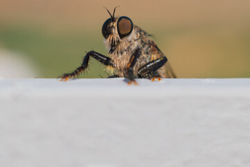 Hairy robber fly with large eyes captured on Crete. Machimus rusticus. Copyspace for your text 