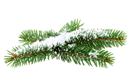 Snowy evergreen branch, winter season, festive holiday on transparent background