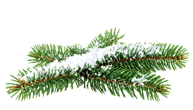 Snowy evergreen branch, winter season, festive holiday on transparent background