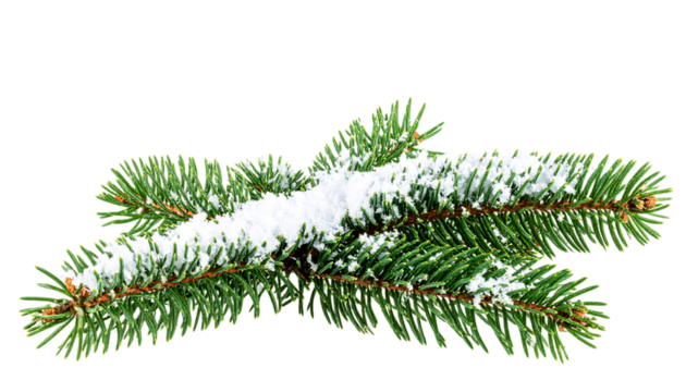 Snowy evergreen branch, winter season, festive holiday on transparent background