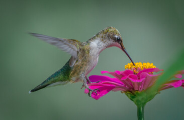 hummingbird in flight