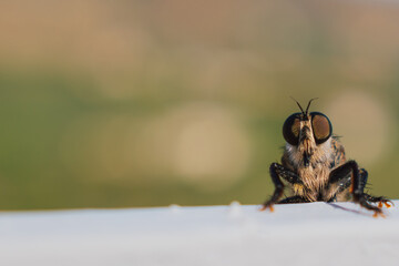 Hairy robber fly with large eyes captured on Crete. Machimus rusticus. Copyspace for your text 
