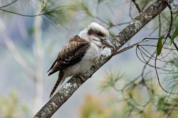 Kookaburra perched on a eucalyptus branch near Katoomba, Blue Mountains, NSW, Australia