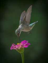 hummingbird in flight