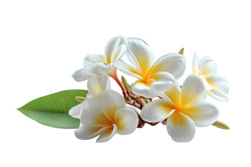 Fototapeta premium Delicate white plumeria flowers with hints of yellow and green leaves create a serene arrangement perfect for uplifting any space