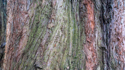 Bark tree texture nature pattern wood abstract background colour red green brown detail surface macro outdoor forest trunk old life