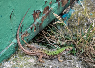 Male European green lizard (Lacerta viridis) outdoors in summer.
