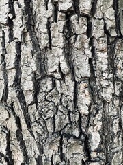 bark of a tree