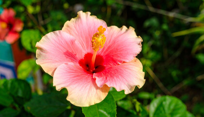 Close-up view of a vibrant pink hibiscus flower with a bright red center, showcasing its delicate petals.