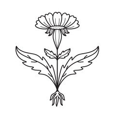 Simple line illustration of flower with leaves and root, hand drawn logo, dandelion, chamomile, vintage, printable, coloring, icon, silhouette of plant with leaves, botanical sketch 