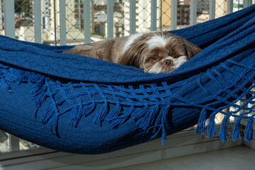 Sleepy 3.5 year old Shih Tzu with his head resting on a blue hammock.