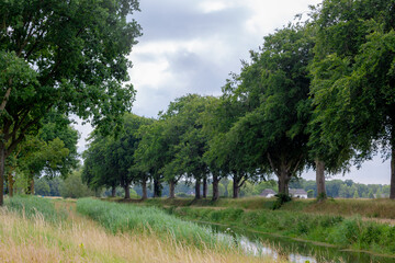 Summer countryside landscape, Walkway or path with tree trunk and green leaves, Schipbeek canal between Holten and Bathmen, Overijssel province, Located in the eastern part of the country, Netherlands
