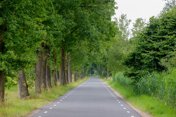 Summer landscape, Countryside road with tree trunk in the forest, Small street with tree tunnel and green leaves, Overijssel is a province of the Netherlands located in the eastern part of the country