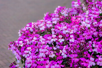 Obraz premium Selective focus of Sweet scented geranium with green leave in the garden, Purple pink flowers (Rozen Pelargonium) Pelargonium graveolens is an uncommon Pelargonium species, Natural floral background.