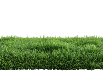 Lush green grass field stretches across the image