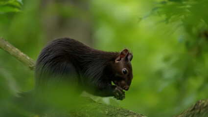 A Sleek Black Squirrel Perched on a Tree Branch Amidst Lush Green Foliage Enjoying a Nutritious Meal in a Serene Woodland Setting in North America