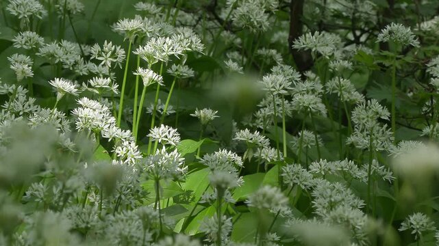 Wild garlic flowering