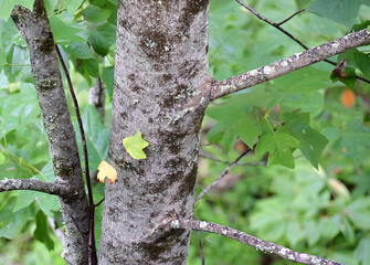 woodpecker on tree