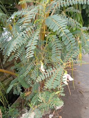 Beautiful green plants decorate your home garden