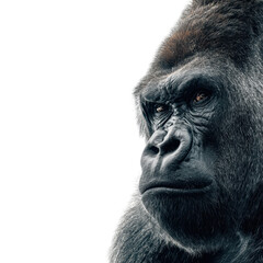 Obraz premium Intense gaze of a silverback gorilla in a natural habitat showcasing strength and intelligence