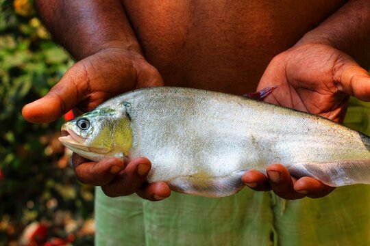 Big bronze featherback fish in hand in nice blur background HD, fali fish in hand