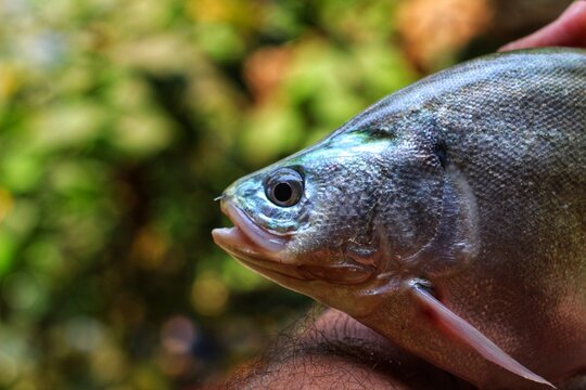 Big bronze featherback fish in hand in nice blur background HD, fali fish in hand