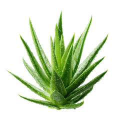 Fototapeta premium Aloe vera plant with droplets of water resting on its green leaves in natural light