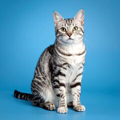 Diverse Group of Cats Posing Against Blue Background in Two Rows.