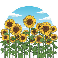 Sunflower field under blue sky