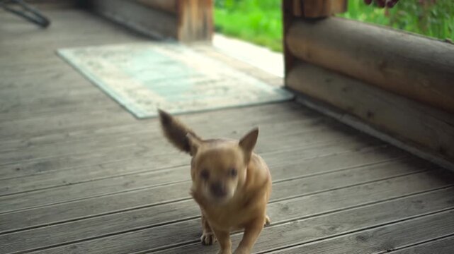 adorable little chihuahua dog happily stands
