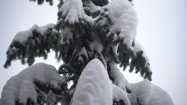 a snowcovered evergreen tree in a winter landscape
