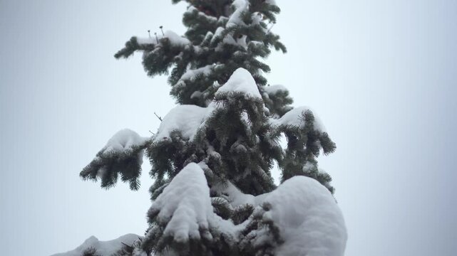 a snowcovered evergreen tree in a winter landscape