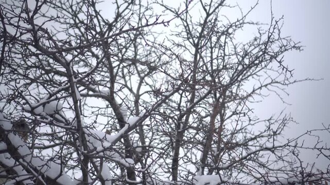 the winter landscape showcases snowcovered tree