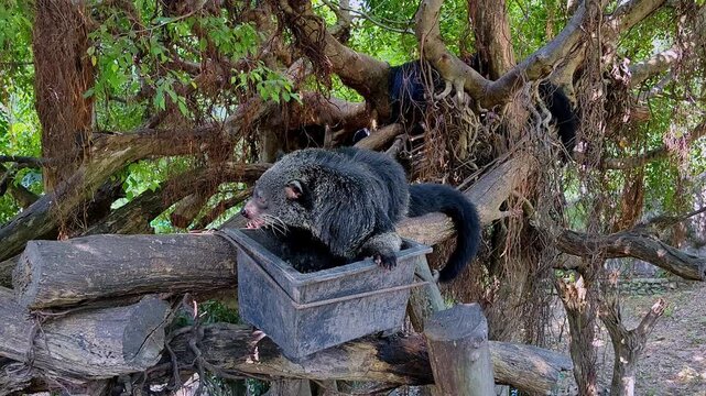 Binturong or bearcat sits on branch, eats fruits while feeding at zoo