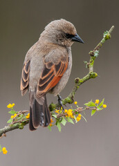 Bay winged Cowbird in Calden forest environment, La Pampa Province, Patagonia, Argentina.