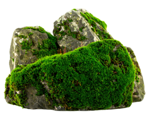 A large stone boulder with patches of green moss, isolated on a transparent background, suitable for environmental design.