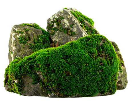 A large stone boulder with patches of green moss, isolated on a transparent background, suitable for environmental design.