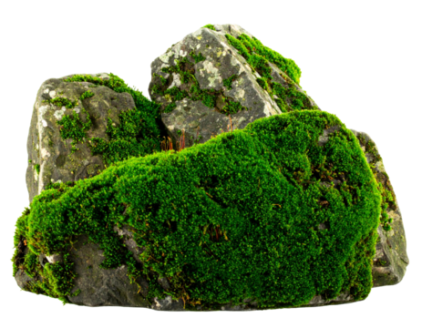 A large stone boulder with patches of green moss, isolated on a transparent background, suitable for environmental design.