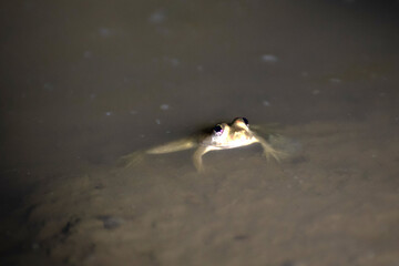 Indian frog is floating on water in a pond in night