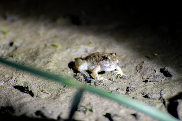 Indian frog in water beside a pond ditty area